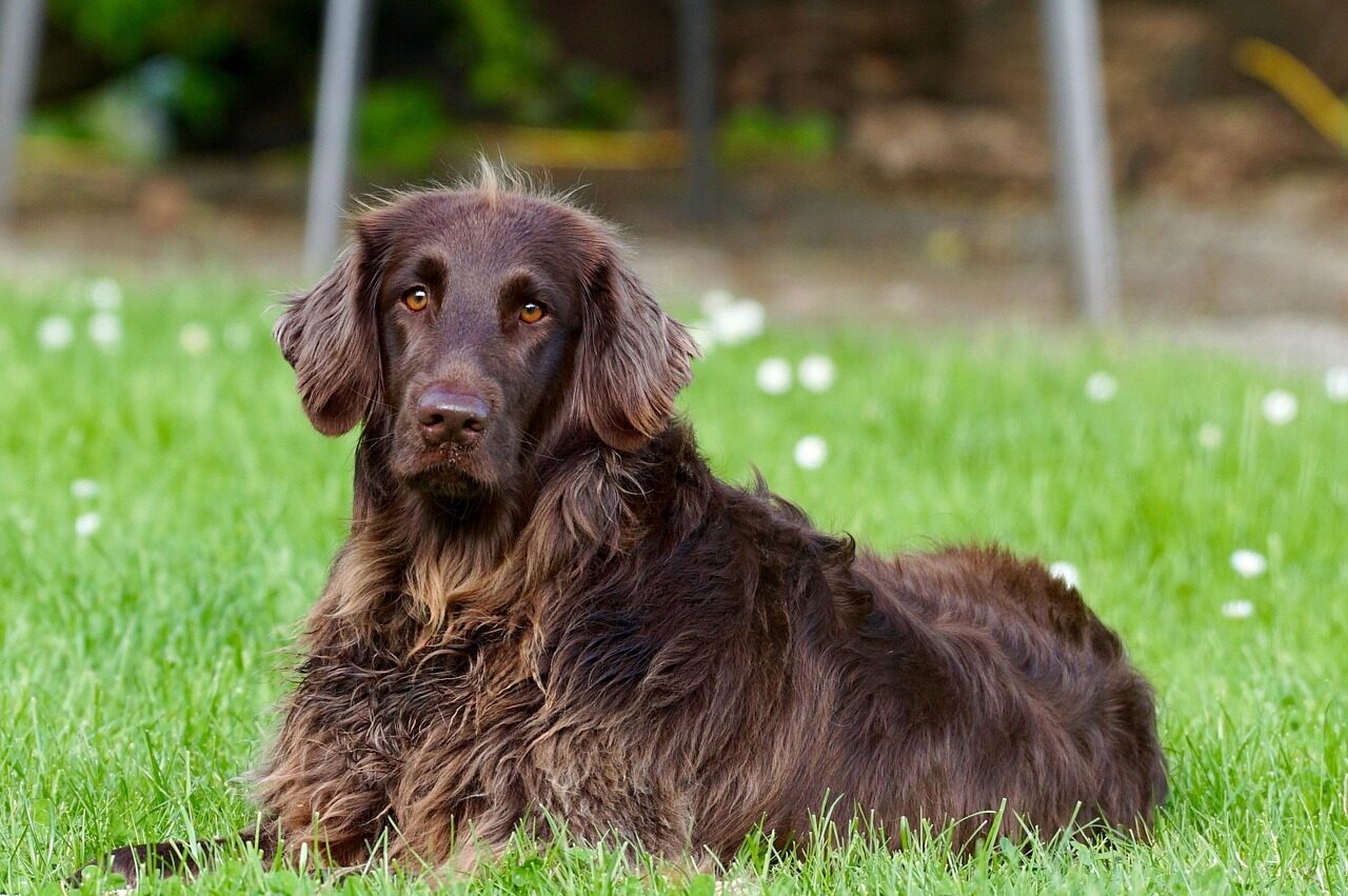 Olivenholz für Hunde: Warum Kauholz die bessere Alternative zum Stöckchen ist