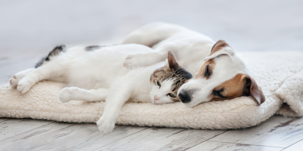 Haustier anschaffen: Dein kurzer Leitfaden