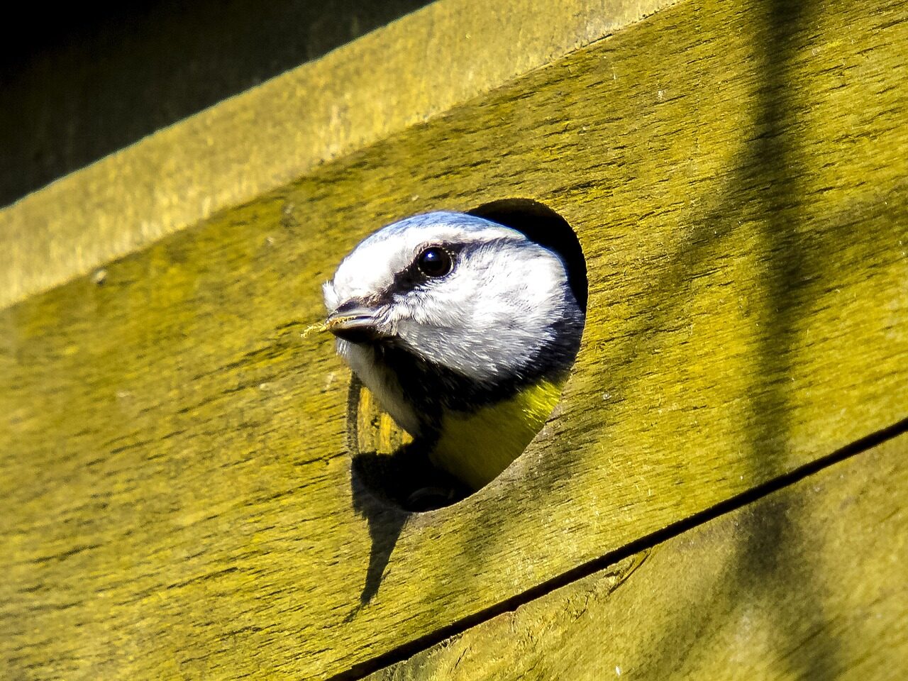 Nistkasten richtig aufhängen: Was Vögel im Garten wirklich brauchen