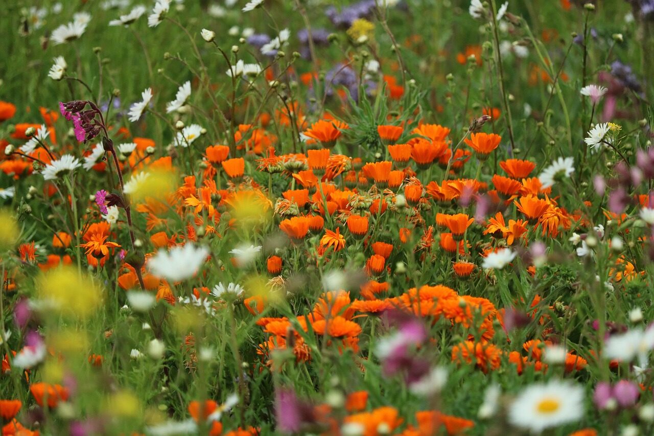 Wildblumenwiese anlegen: Der einfachste Beitrag gegen das Insektensterben