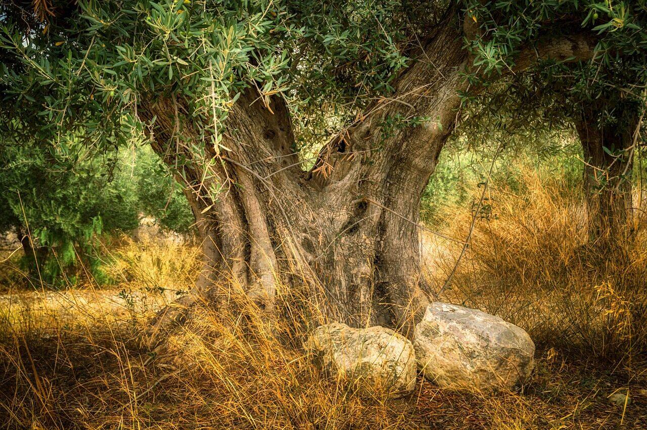 Der Olivenbaum: 6.000 Jahre zwischen Mensch und Natur