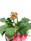 Blumenstecker aus Olivenholz - Kleeblatt