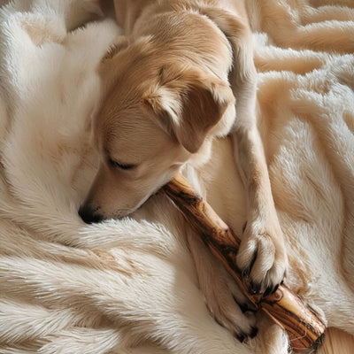 Kauknochen aus Olivenholz - Hundeknochen Kauholz Kauspielzeug