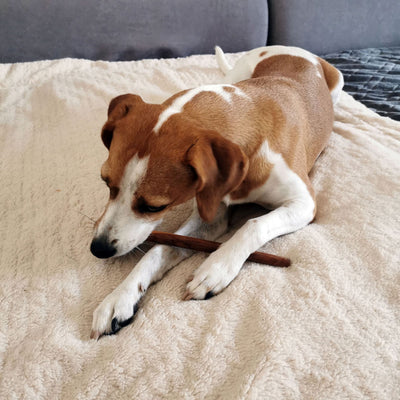 Kauknochen aus Olivenholz - Hundeknochen Kauholz Kauspielzeug